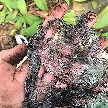 100% Compostable Kitchen Cling Wrap Biodegradable Corn PLA Food Film Roll With Slide Cutter 3